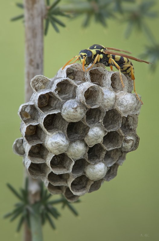 Весеннее ассорти фото превью
