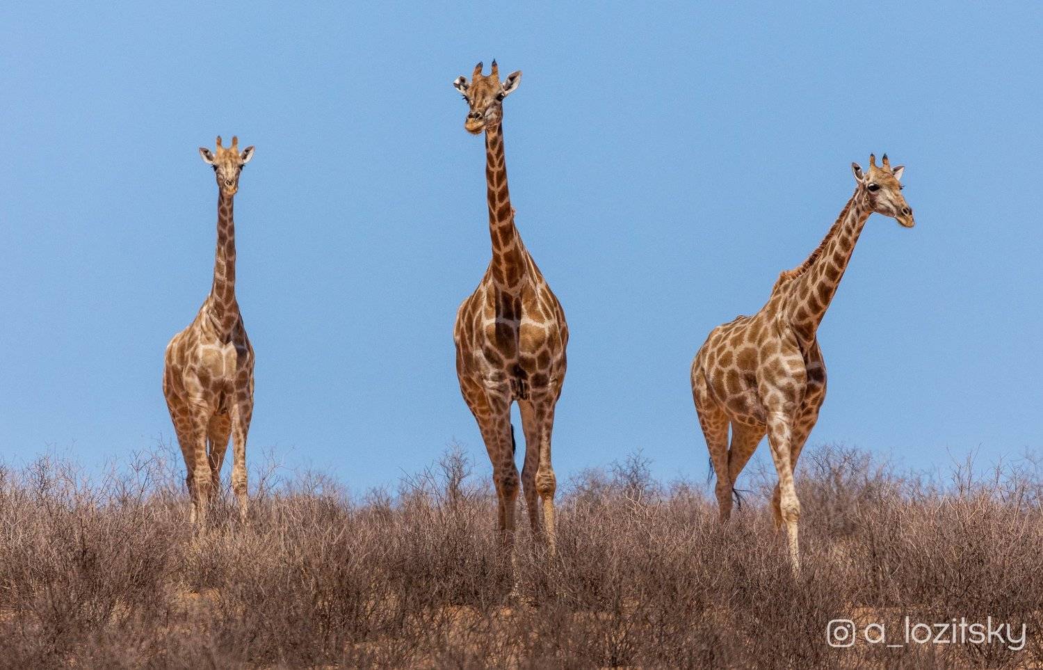, Александр Лозицкий