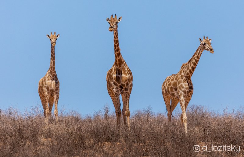 Три богатыря) фото превью