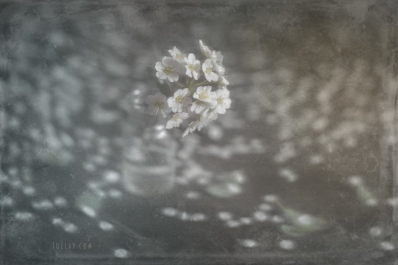 Про спирею в стиле ретро фото превью