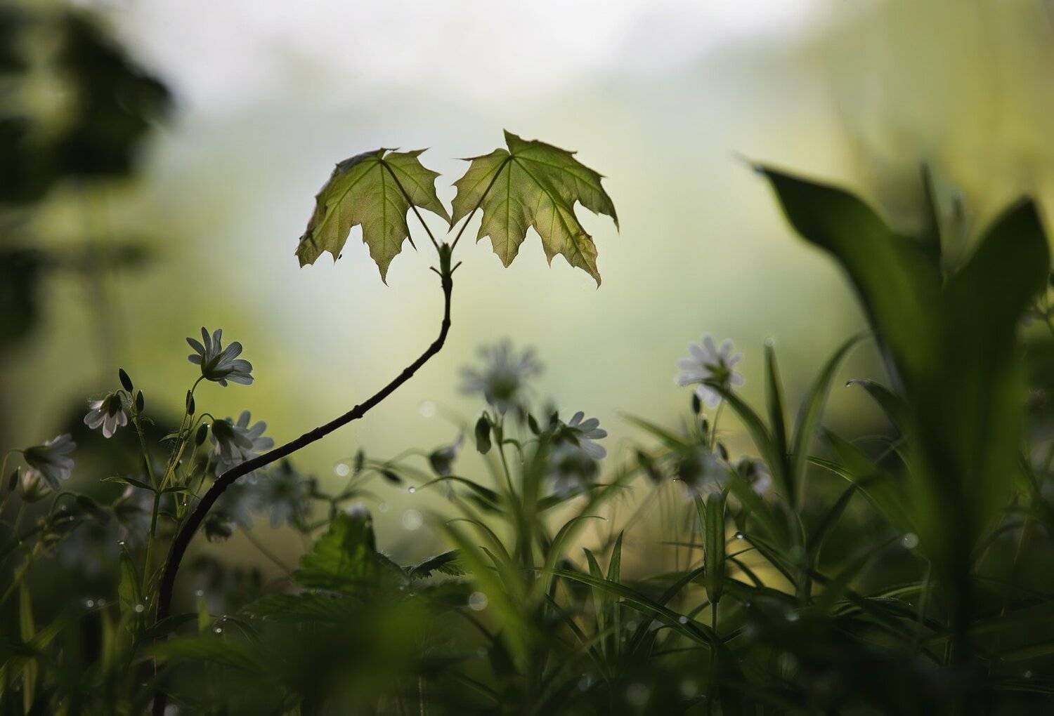 лес, свет, утро, природа, Баранов Олег