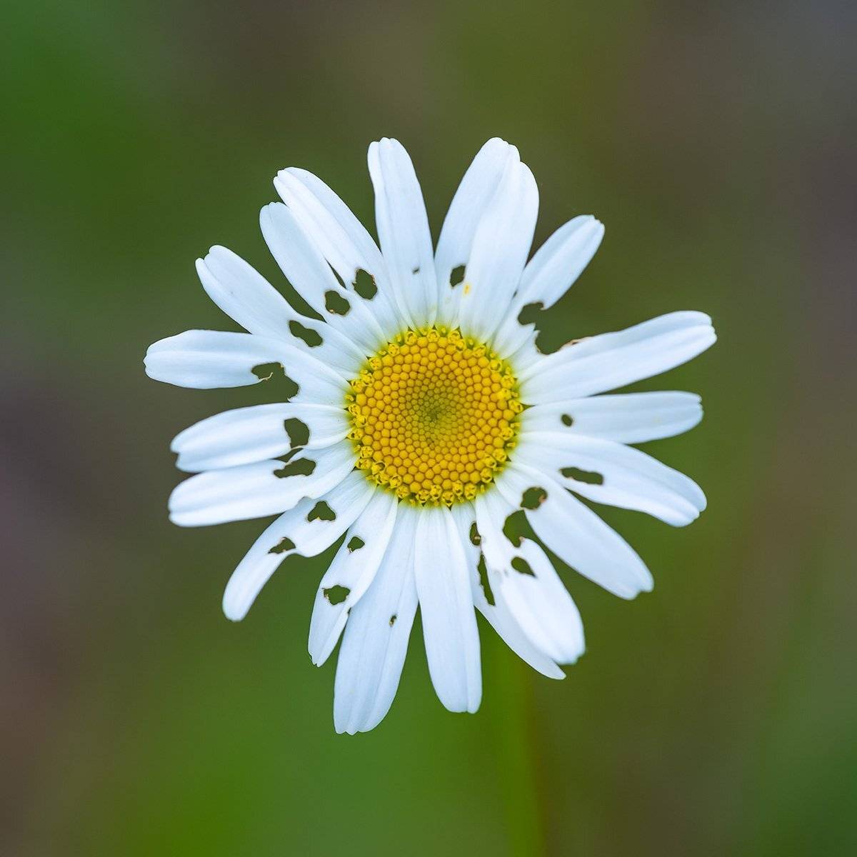 , Александр Земляной