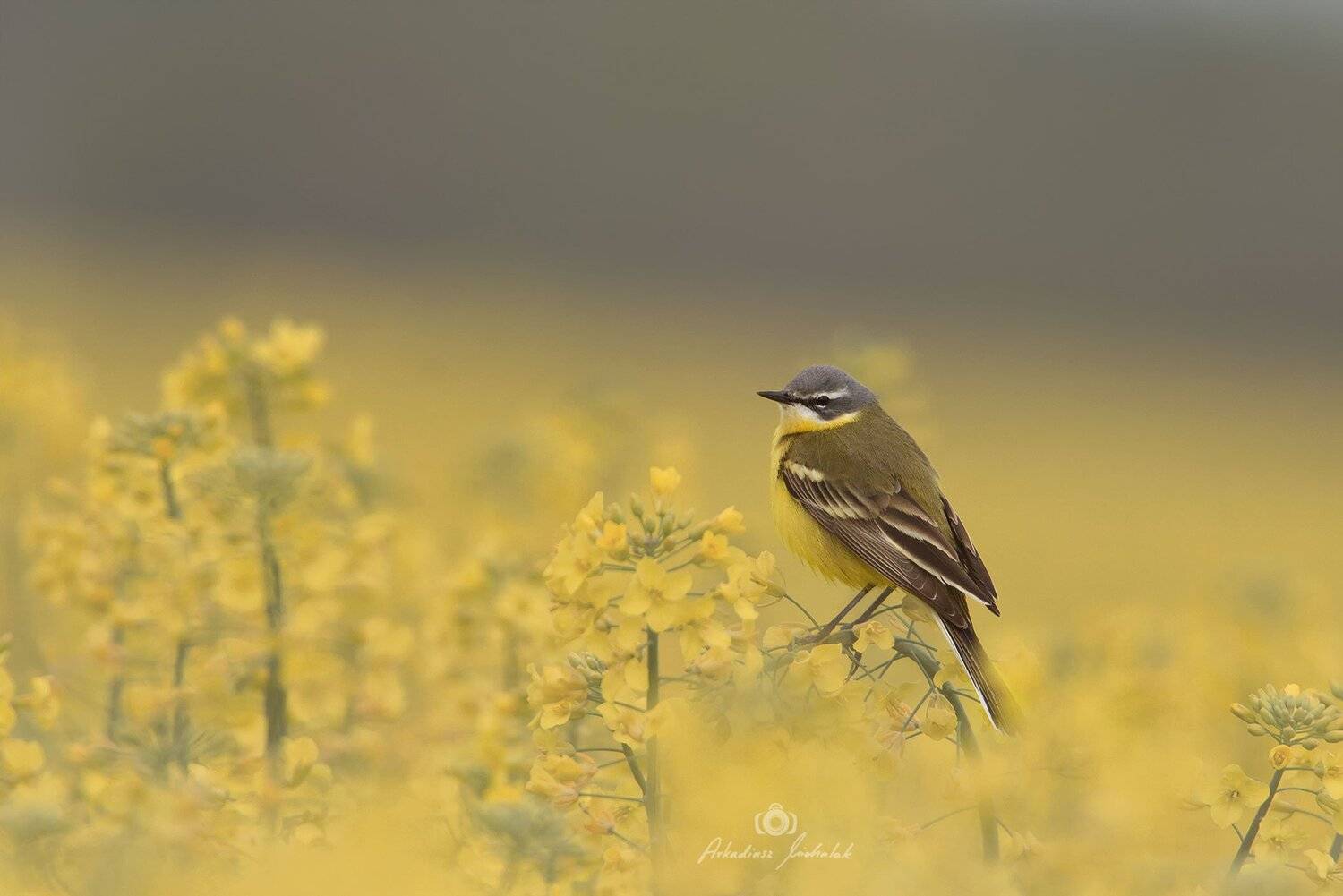 , Arkadiusz Michalak