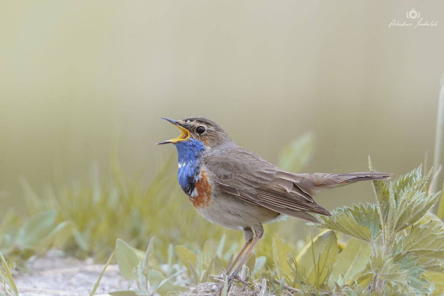 , Arkadiusz Michalak