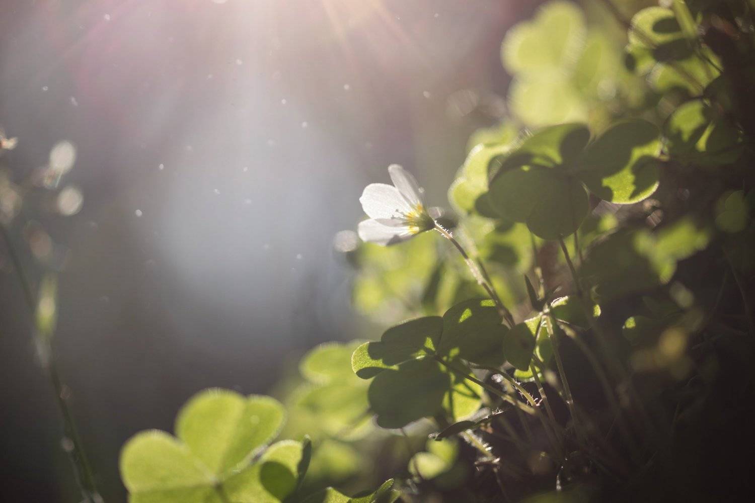 природа, трава, цветы, лес, закат, солнце, лучи, волшебство, Татьяна Пименкова