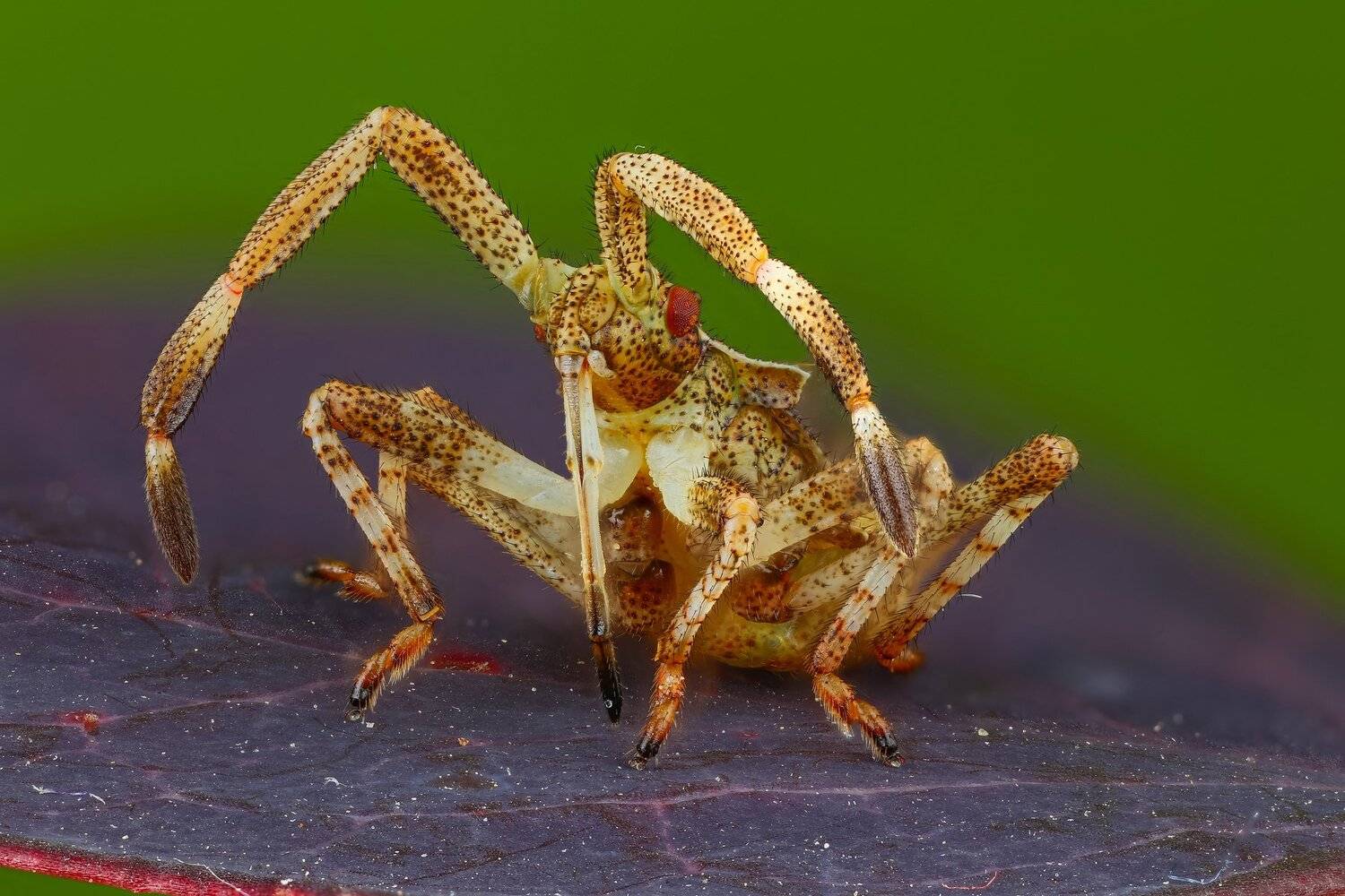 макро клоп насекомое животное зеленый фиолетовый, Андрей Шаповалов
