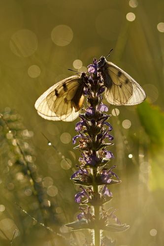 Утренние парусники