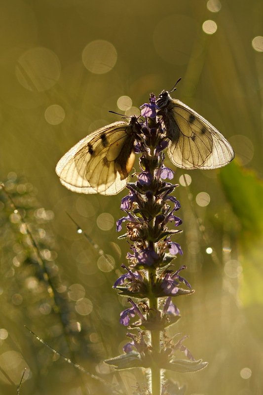 бабочка,лес,макро,парусник,роса,утро,самарский,мнемозина,parnassius,mnemosyne,живучка,женевская,мохнатая,ajuga,genevensis Утренние парусники фото превью
