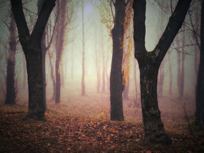 gomel belarus forest  беларусь гомель лес туман Misty forest фото превью