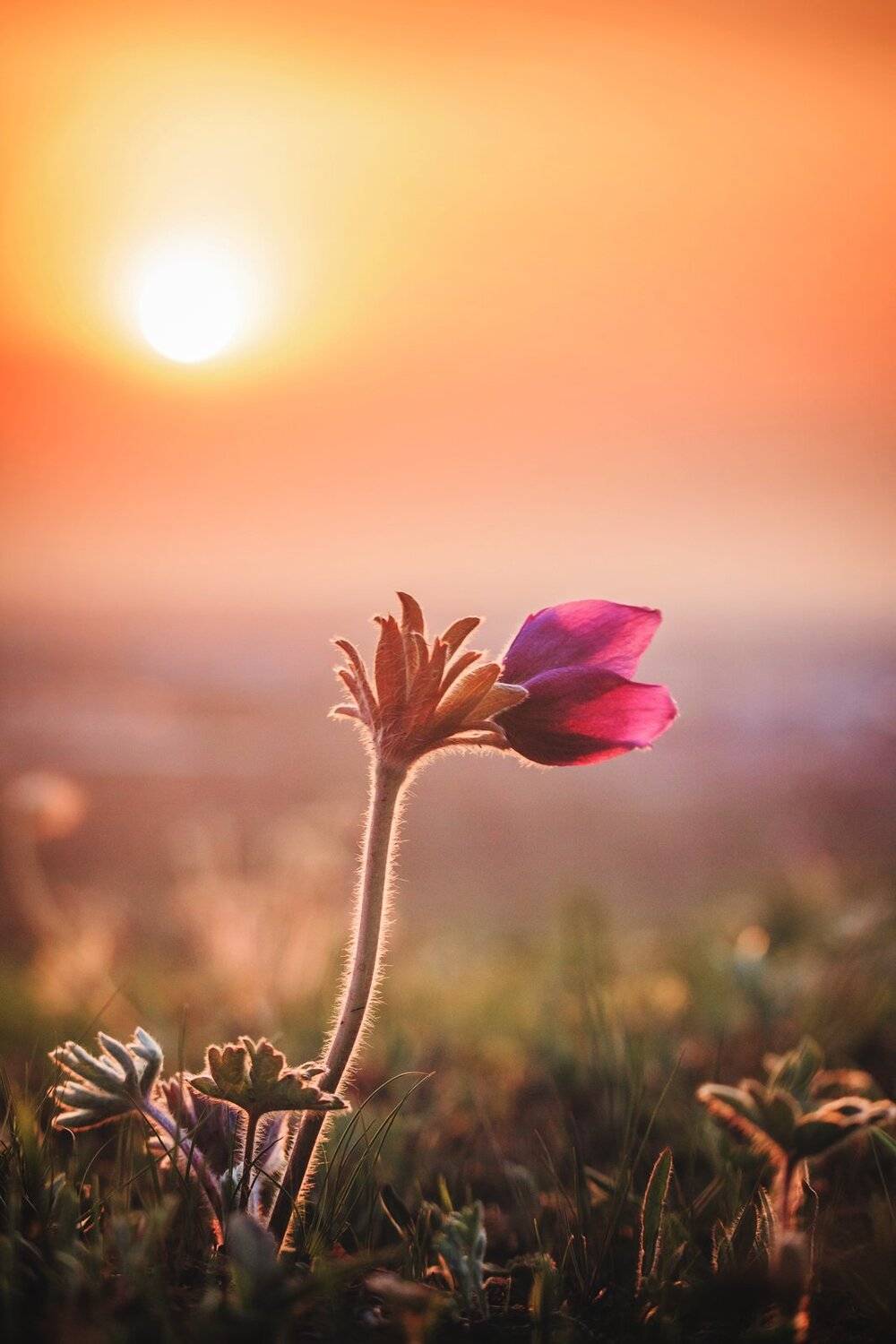 , Сигида Дмитрий