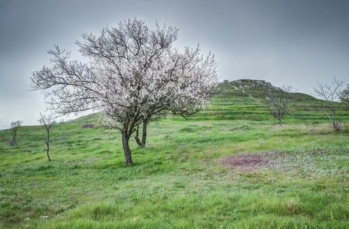 Из жизни Боспорских деревьев.