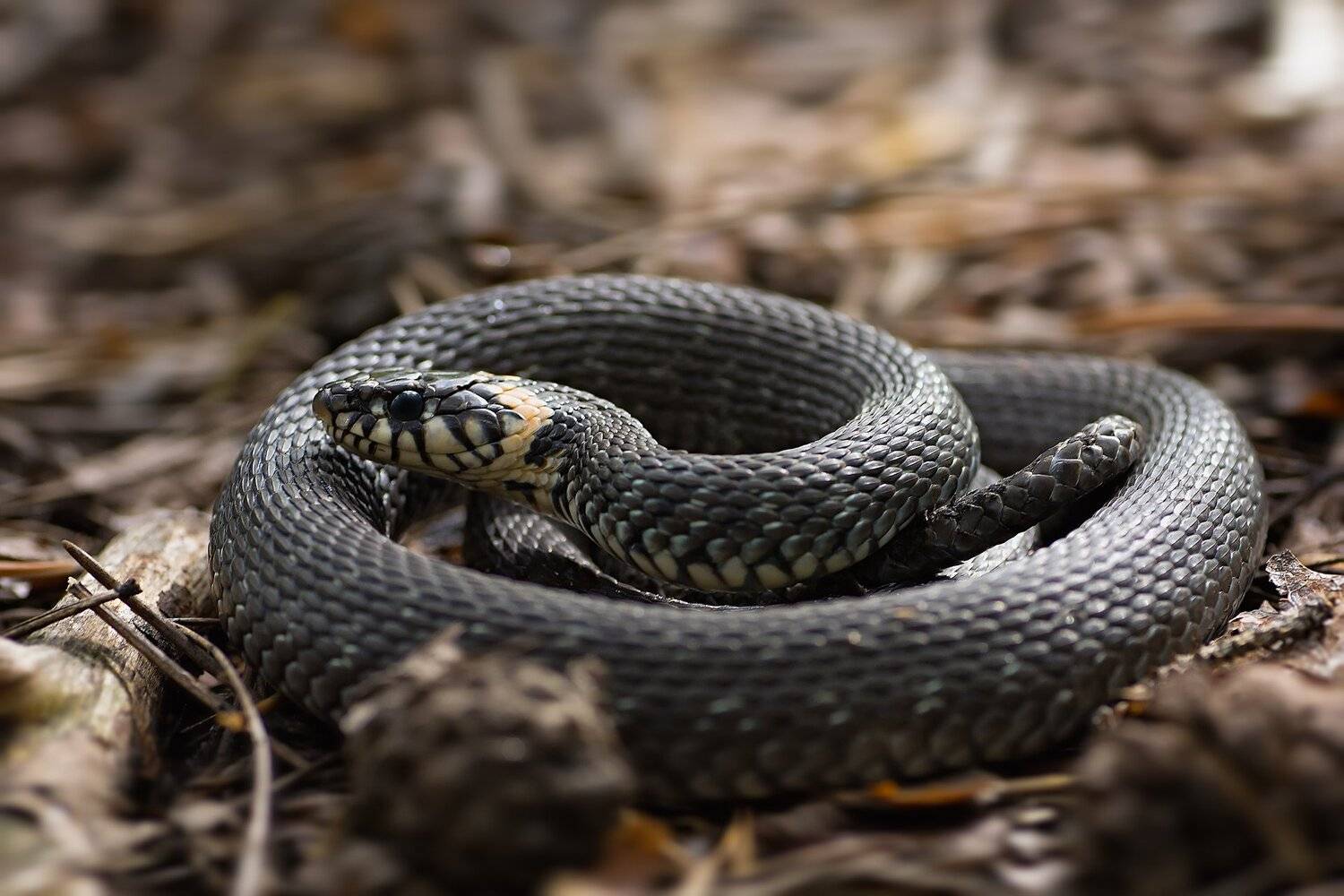 змея,уж,природа,хвост,кожа, Юрий Котов