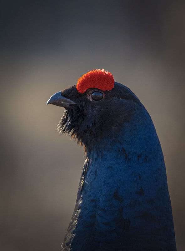 Тетеревиный портрет фото превью