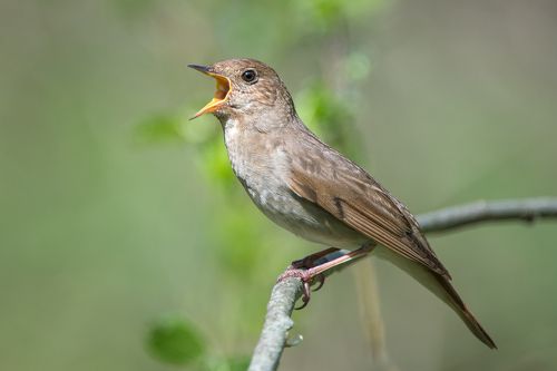 Обыкновенный или восточный соловей— Luscinia luscinia