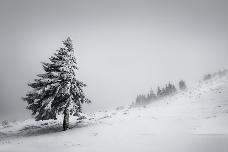 Roar фото превью