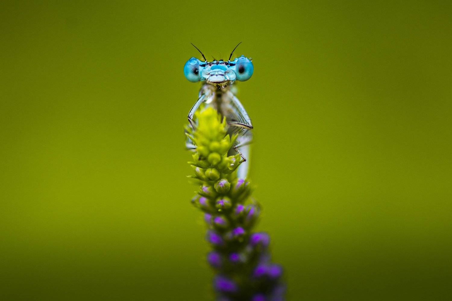 , Роман Зайцев