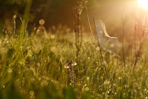 Утро туманное