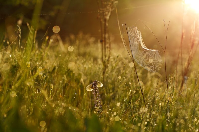 бабочка,лес,макро,парусник,роса,утро,самарский,мнемозина,parnassius,mnemosyne,живучка,женевская,мохнатая,ajuga,genevensis,паутина,рассвет Утро туманное фото превью