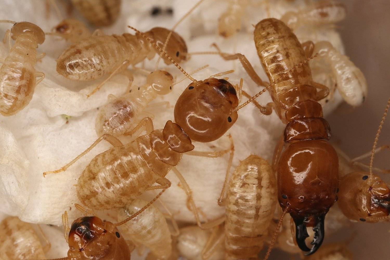 насекомые термиты, Александр Зорин