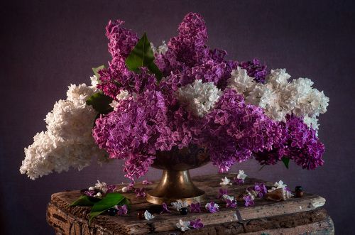 Аромат сирени