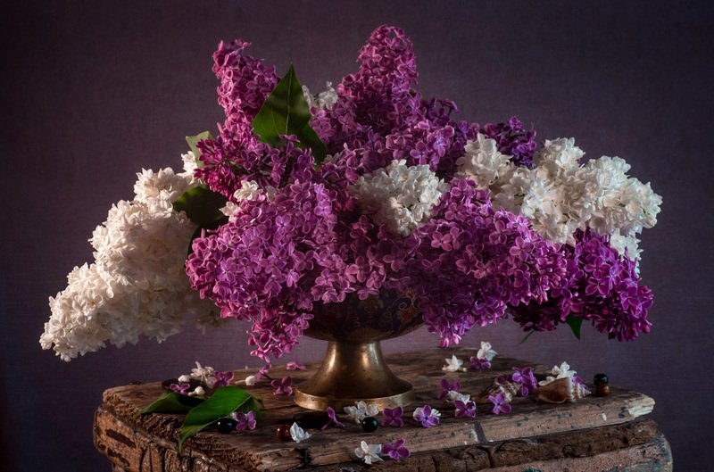 Аромат сирени фото превью