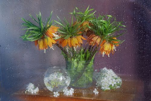 Fritillaria