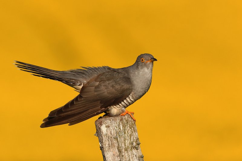 Common cuckoo фото превью