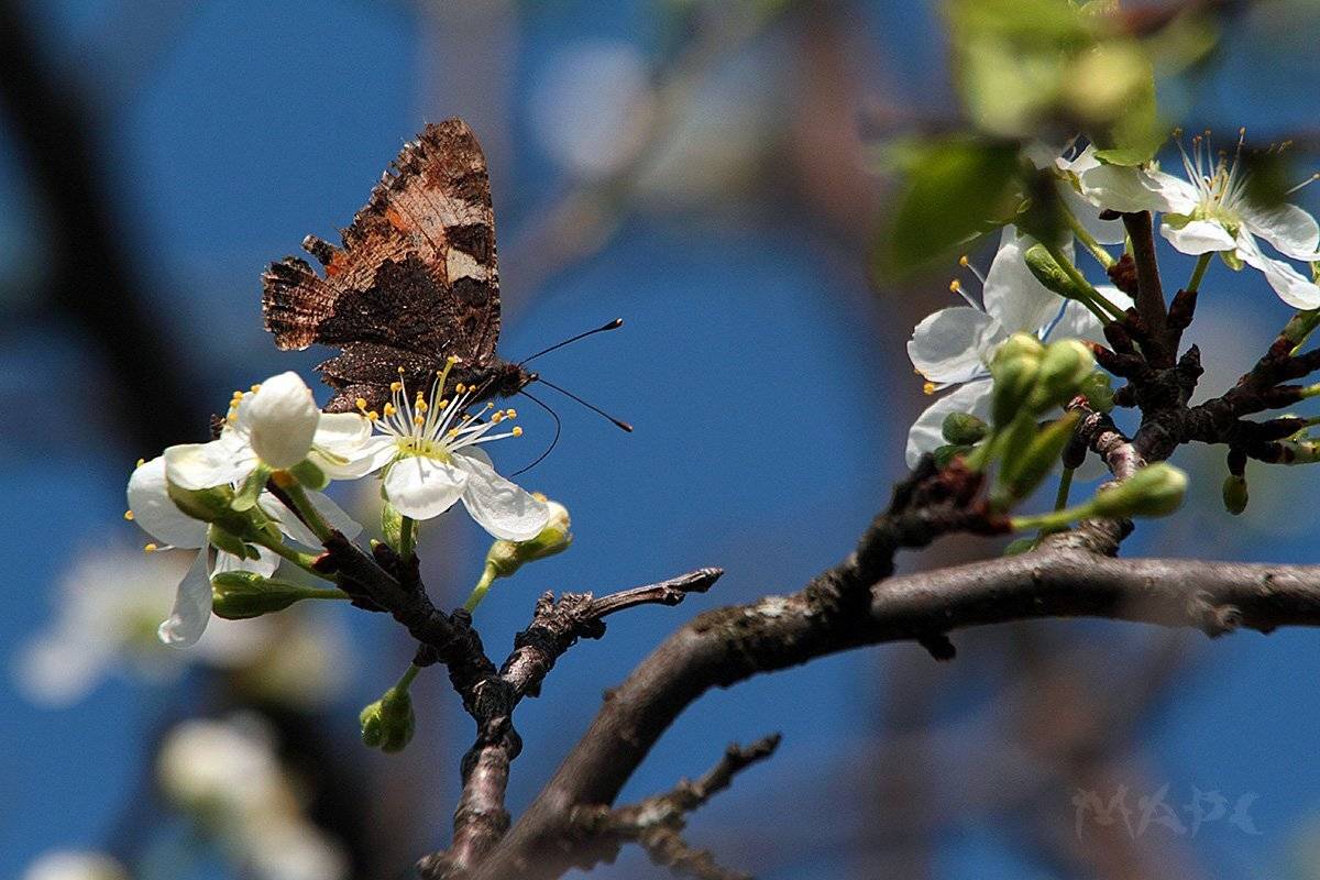 макро весна цветы бабочка май, Шангареев Марс