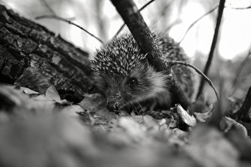 природа, животные, дикие животные, еж, 24мм, чб, россия, татарстан, крупным планом Опасный зверь фото превью