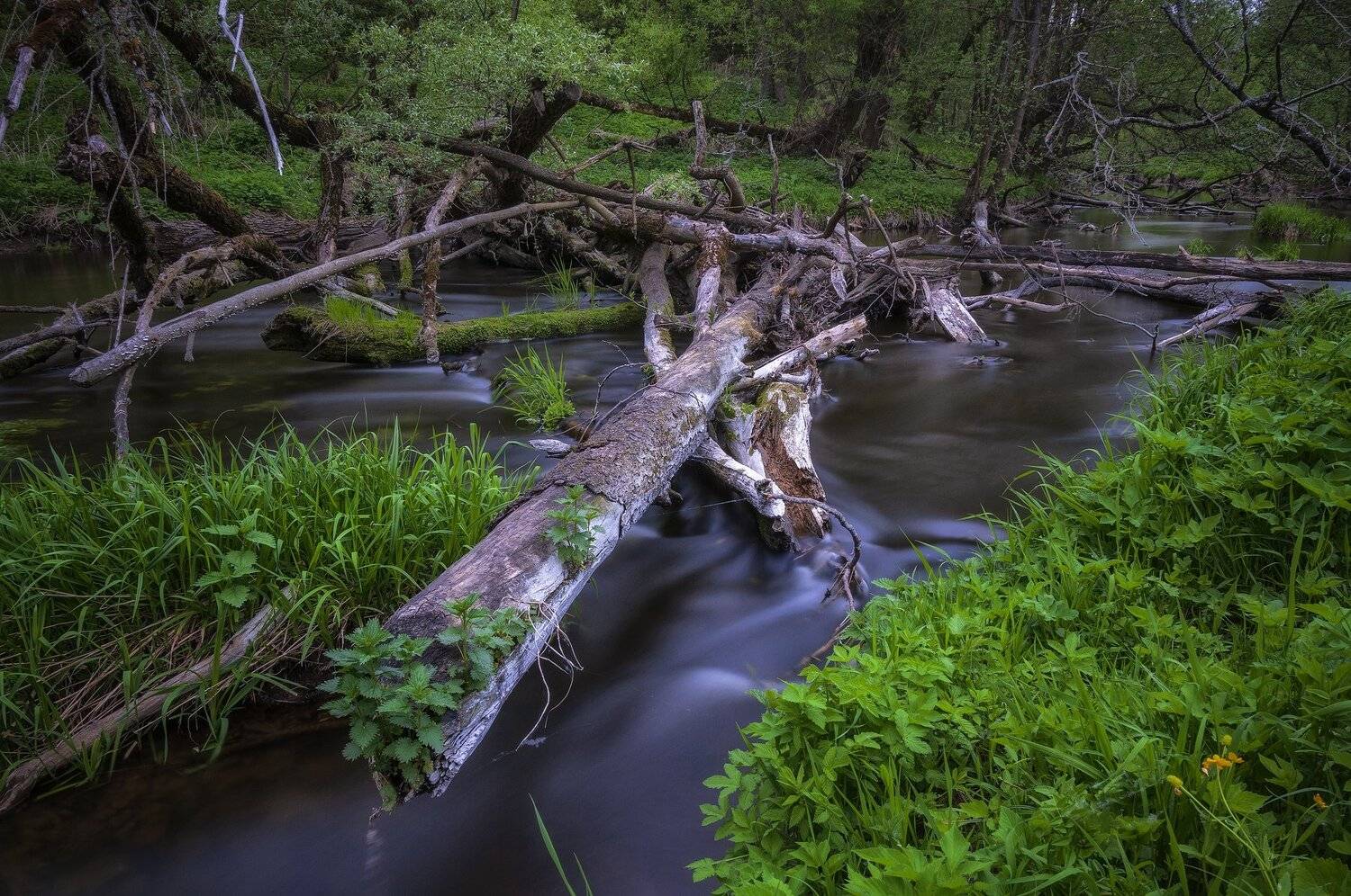 река,весна,подмосковье,природа,лес,пейзаж, Павел Ныриков