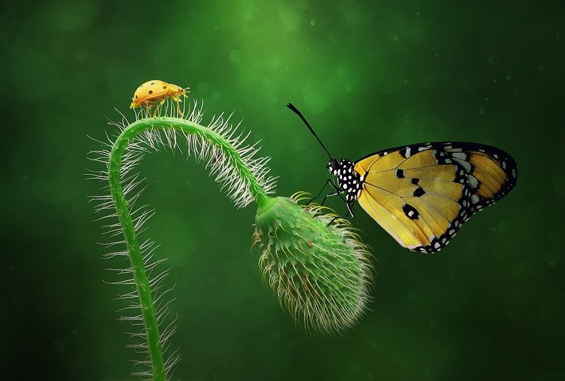 красавицы в природе фото превью