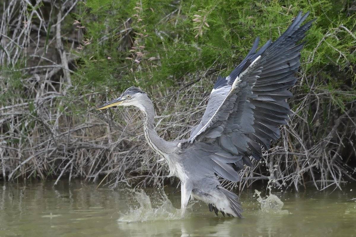 птицы birds, Jaroslav Mego
