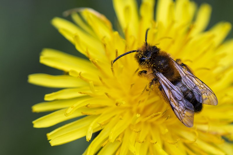 швеция Пчелка фото превью