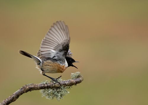 Stonechat