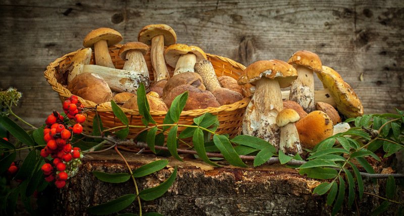 грибы, осень, рябина, корзина  фото превью