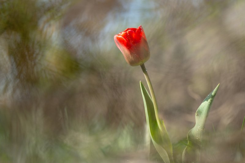 Три момента из жизни тюльпана фото превью