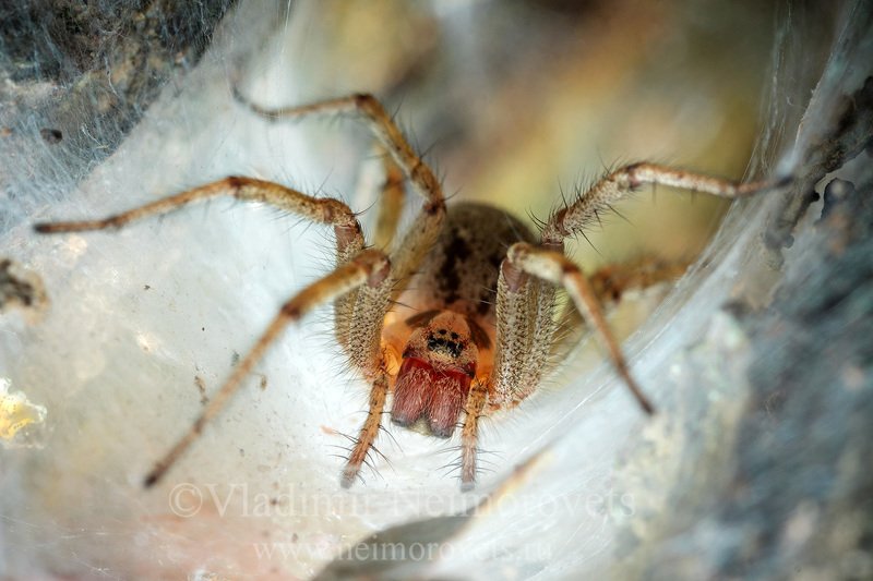 agelena orientalis, agelenidae. web, caucasus, krasnodar territory, north west caucasus, northwestern caucasus, russia, grass spider, паук, spider Воронковый паук Agelena orientalis у входа в своё убежище фото превью