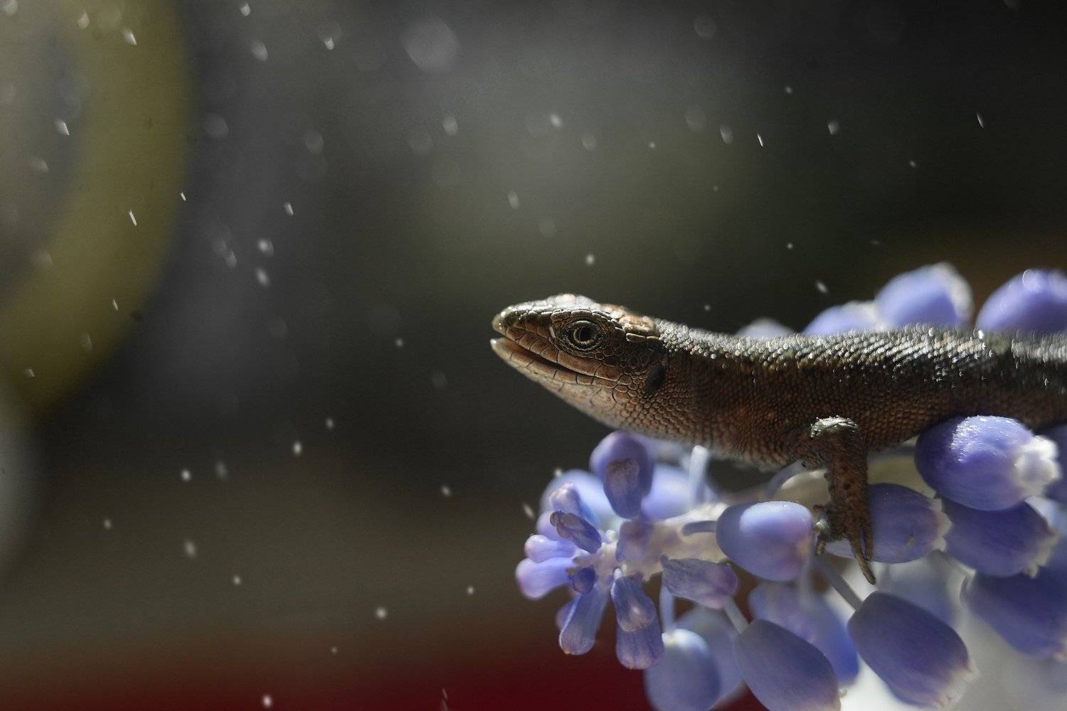 , Тарасова Ольга