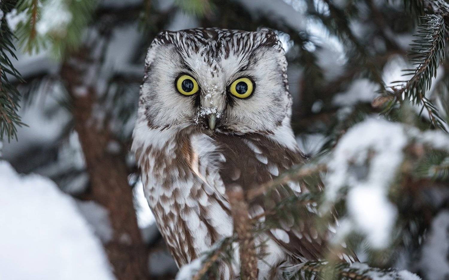 птица, дикая птица, хищная птица, орнитология, дикая природа, фотоохота, сыч, сыч мохноногий, Victor Dubinkin