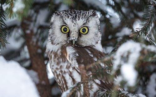 Автопортрет в глазах мохноногого сыча :)