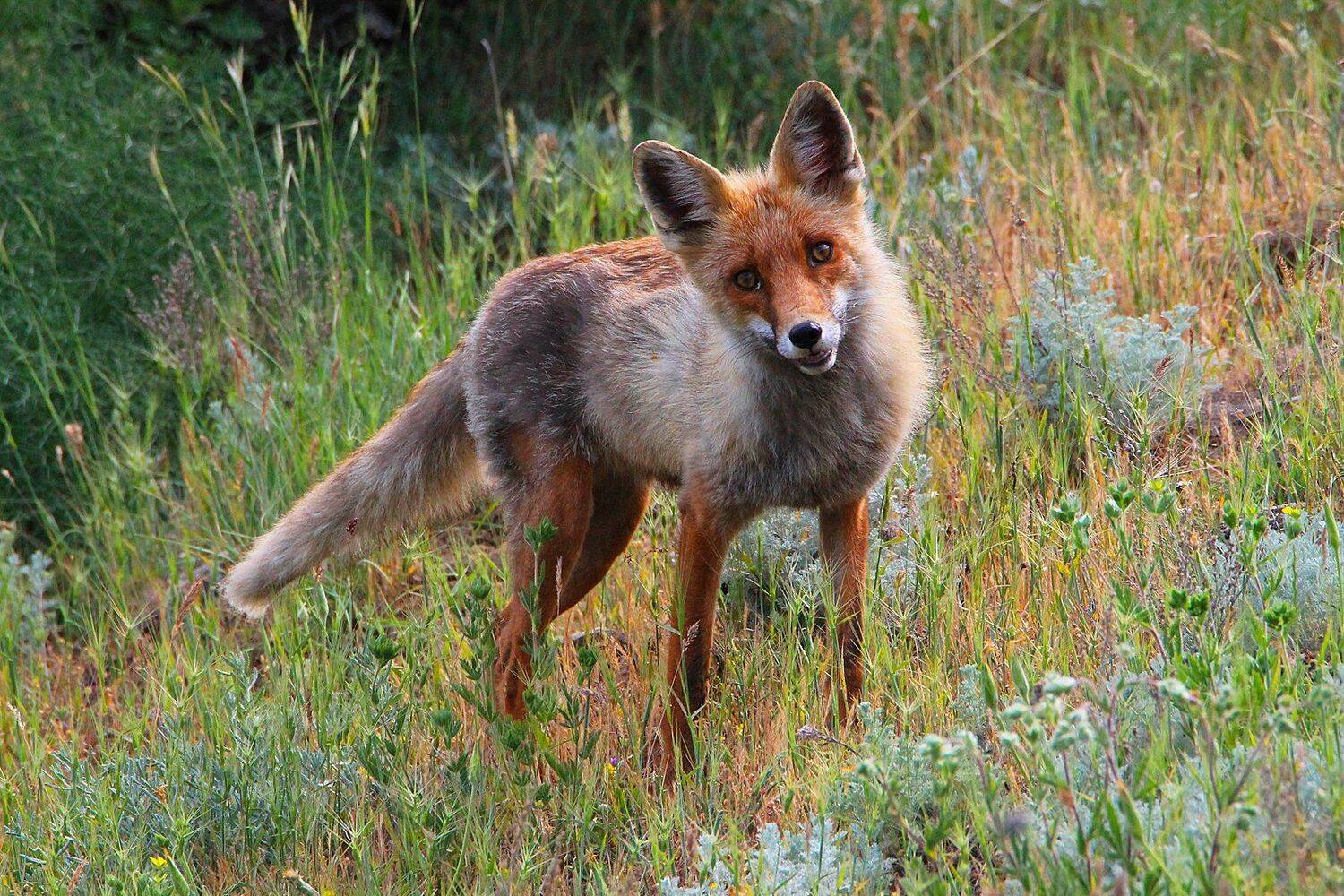 лиса,горы,весна,животное,, Marat Magov