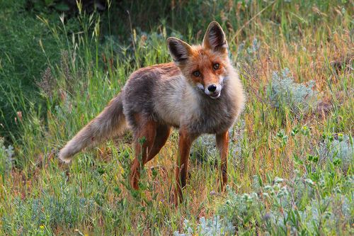 Нежданчик.. по весне..