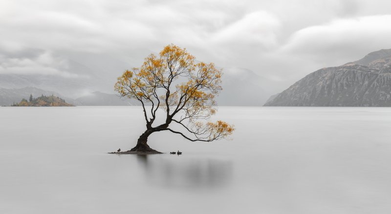 новая зеландия, new zeland Wanaka Tree фото превью