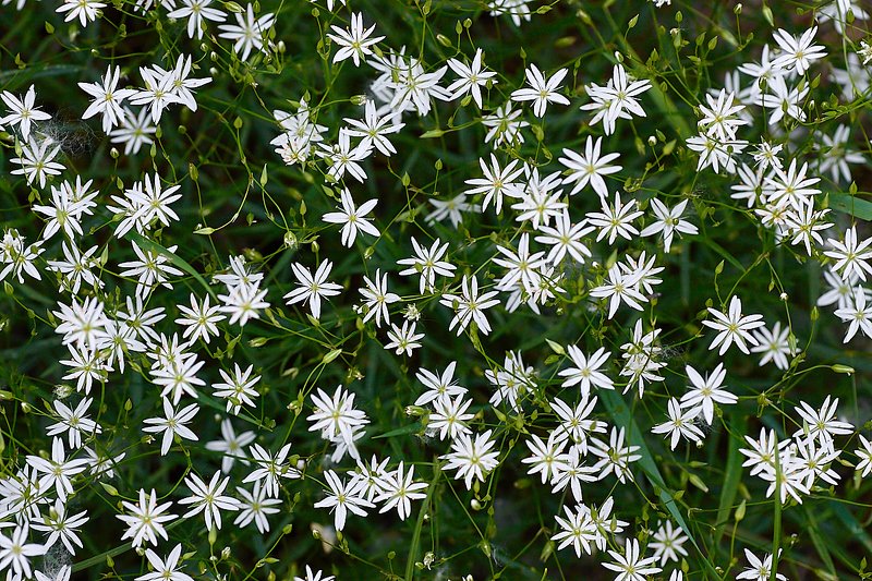 башкирия, южный урал, урал, орск, новотроицк, талкас, гадельша, сибай, зилаир. баймак, юлдыбаево, озеро талкас, водопад, водопад гаделша, пейзаж, лето, осень, качурин, зима, весна, ковыль Ковер из цветов. фото превью