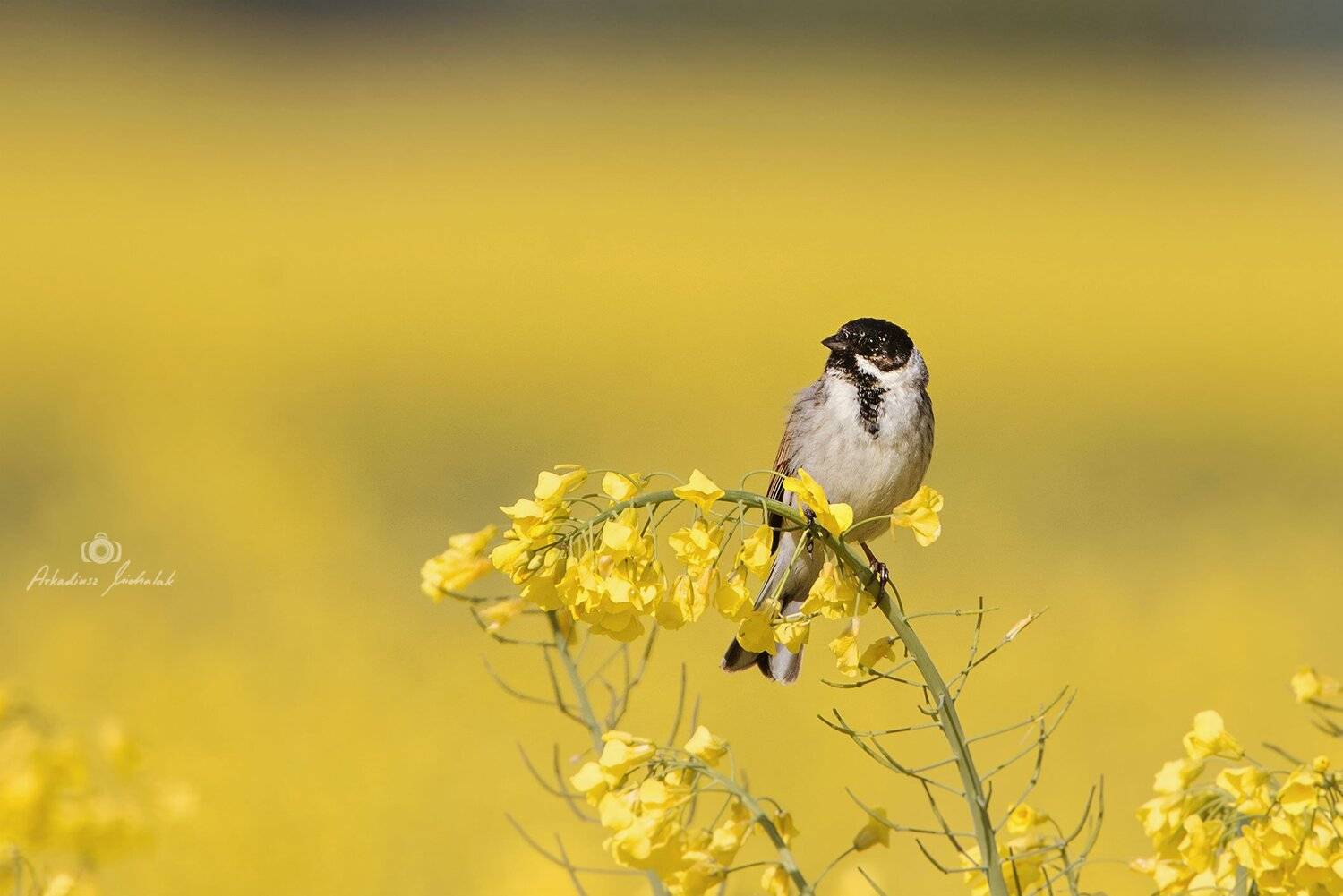 , Arkadiusz Michalak