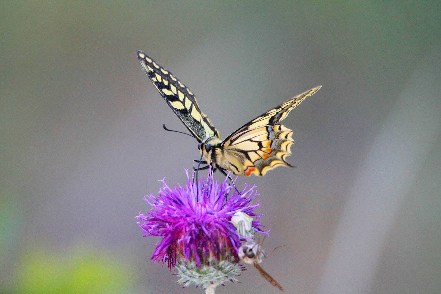 бабочка ,макро,фауна., Marat Magov