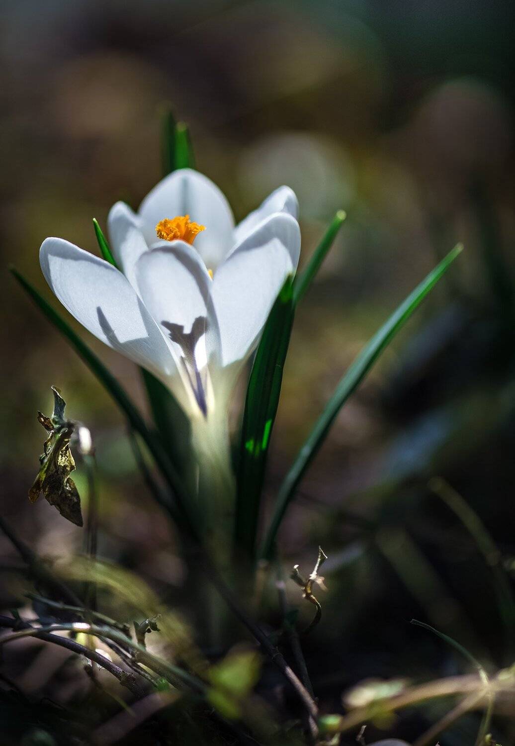 природа, макро, весна, подснежники, крокус, белый, Неля Рачкова