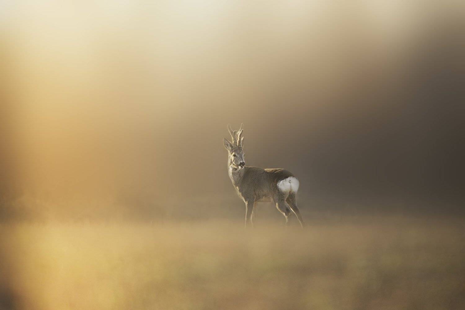 #wildlife #nature #beauty #deerel #grass, Donea Zullu