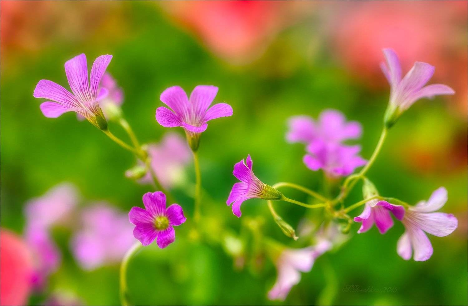 цветы, флора, весна, макро, Sergey Drobkov