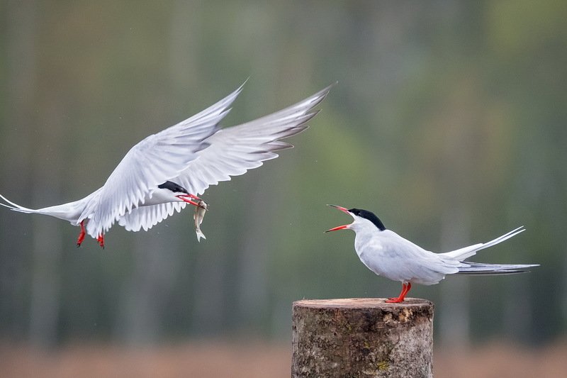 Уже лечу! фото превью